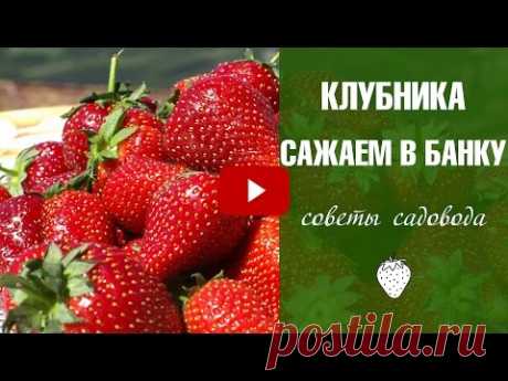 Семена клубники 🍓 Новый нетрадиционный способ❗ Эксперимент!