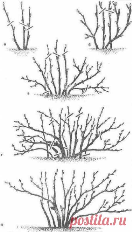 Правила обрезки смородины