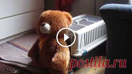 Dog Stuffs Teddy Bear Into Kennel