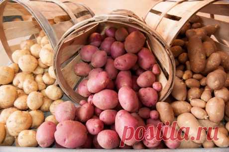 Особенности хранения семенного картофеля в домашних условиях
