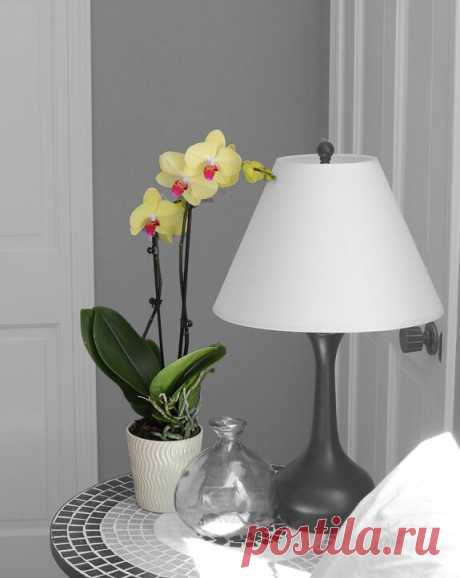 Выполняй 9 правил и ваша орхидея будет цвести круглый год! | 6 соток