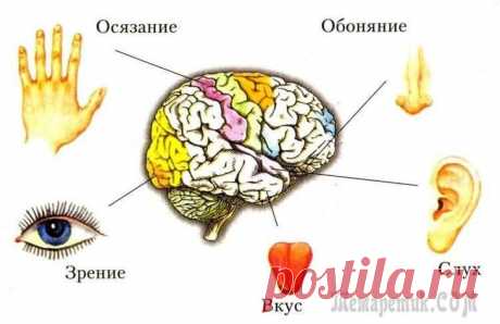 9 удивительных защитных функций организма человека