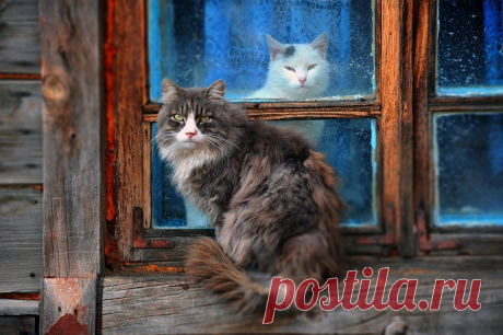 Деревня. Лето. Коты. Душевно. 32 шикарных фото, чтобы отвлечься от суеты | Ламповая кошка | Яндекс Дзен
