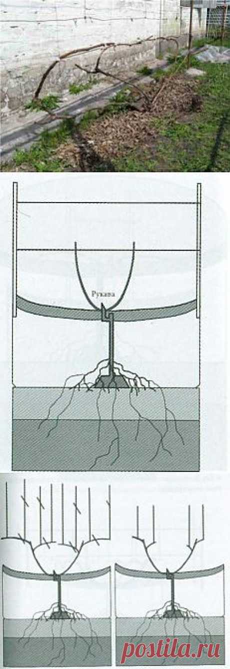 Формировка укрывного винограда | Дача - впрок