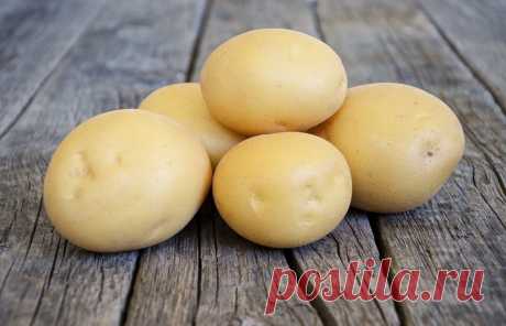 Агата картофель характеристика Огород без хлопот - информационный сайт для дачников, садоводов и огородников.