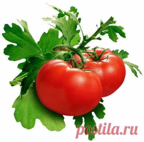 Янтарная кислота - Советы от лучших томатоводов о использовании янтарной кислоты