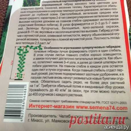 Помогите с прищипкой огурцов ( пучковых). В теплице.: Группа Наши грядки