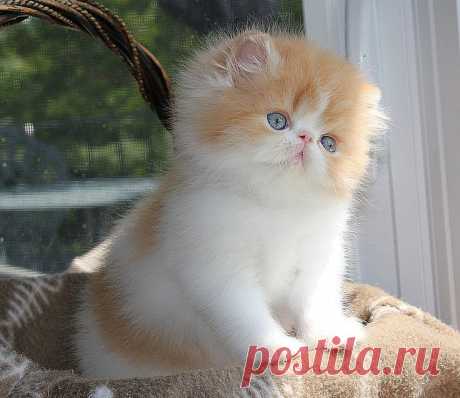 Alfenloch Himalayan and Persian kittens