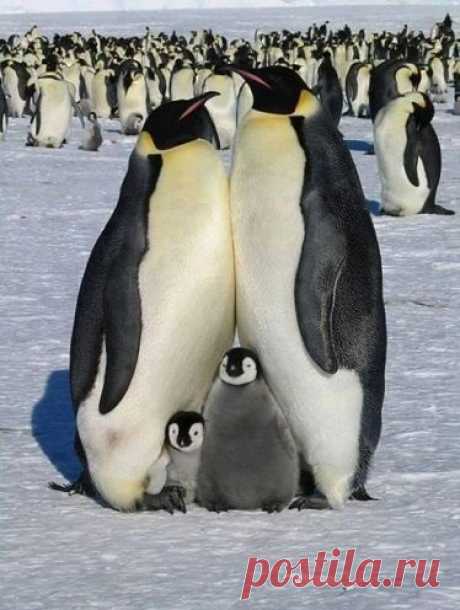 Семейка пингвинов