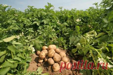 Девять советов по выращиванию картофеля