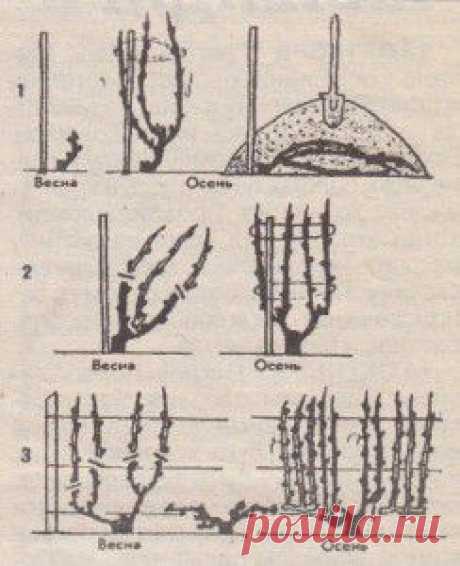 Обрезка винограда для начинающих садоводов | Дача - впрок