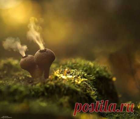 Фотографии грибов, которые погрузят вас в сказку - Путешествуем вместе
