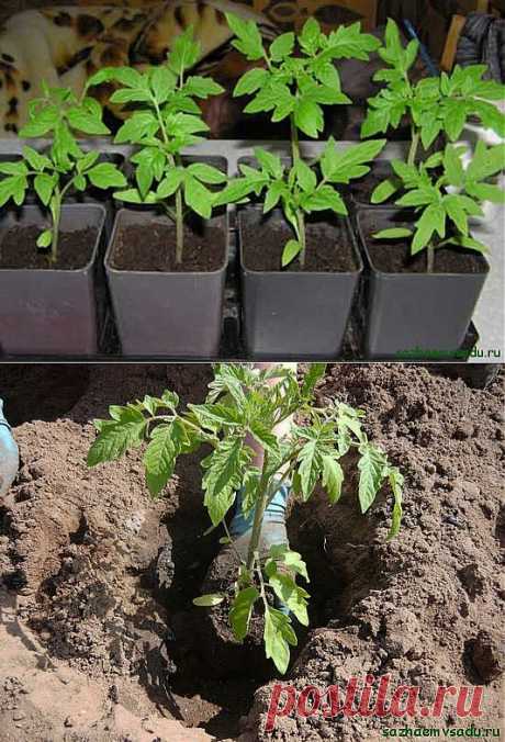 Опыт посадки рассады томатов | Азбука садовода