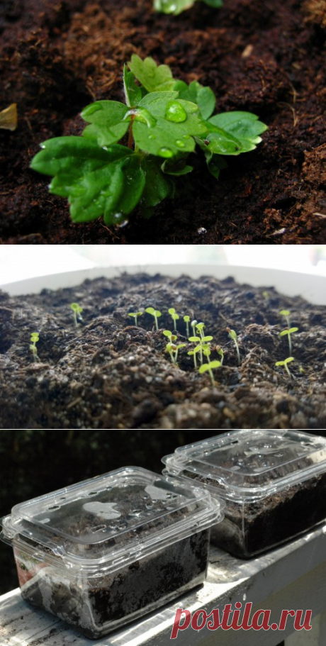 Выращивание клубники из семян