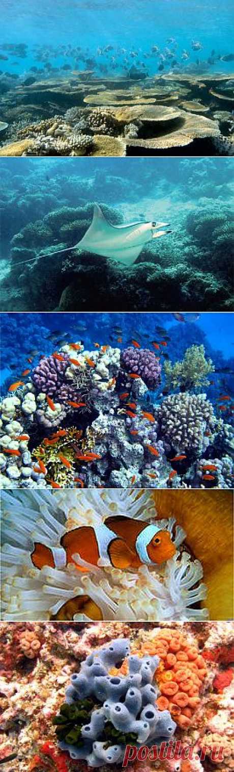 (+1) тема - Человек и коралловые рифы: сегодня и завтра | Наука и техника