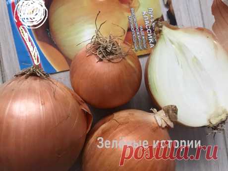 Потратила на семена лука 15 рублей, а выросло 30 кг и хранился урожай до самого лета | Зелёные истории | Яндекс Дзен