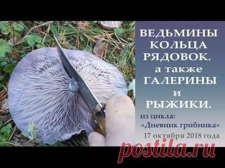 Ведьмины  кольца рядовок, а также Галерины и Рыжики.. Дневник грибник 17 октября 2018 года.