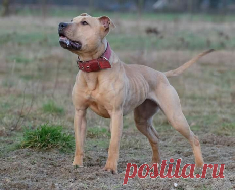 pitbull perro sale - Поиск в Google