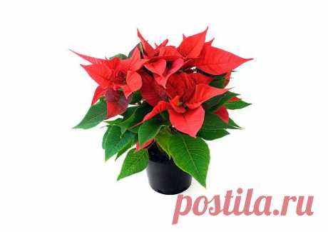 Poinsettia  Free Stock Photo HD - Public Domain Pictures
