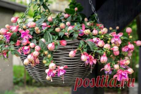 Чем заменить петунию: 5 цветов, которые проще в уходе | Летники (Огород.ru)