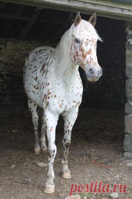 Pretty Appaloosa from Patti Calhoun on Pinterest