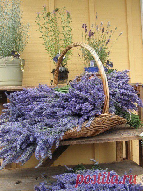 Lavender &lt;3