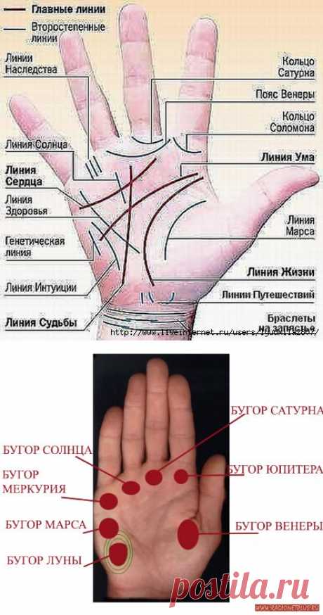 Профессия написана на вашей ладони