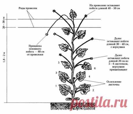 Можно ли обрезать листья у огурцов в теплице: зачем и когда это нужно, как и когда правильно, схема обрезки, фото, видео