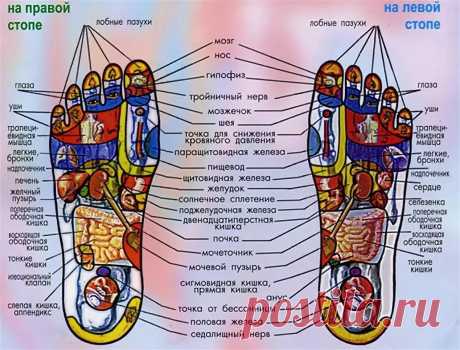 проекции органов на стопе человека: 10 тыс изображений найдено в Яндекс.Картинках