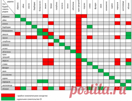 Совместимость плодовых деревьев