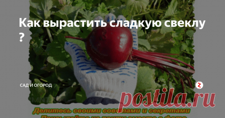 Как вырастить сладкую свеклу ? По опыту знаю: если свекла не сладкая,  то блюдо будет безнадежно испорчено - свекольник, борщ, винегрет  получаются невкусными. А чтобы красная свекла уродилась сладкой,