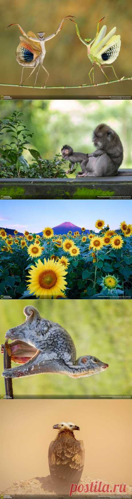 Лучшие фотографии National Geographic 2014