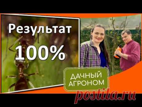 Как избавиться от тли муравьев слизней мышей белокрылки 100% результат