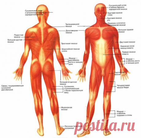 Мышцы | ПолонСил.ру - социальная сеть здоровья