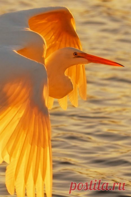 bluepueblo: Egret at Sunset, California photo via water | Pamela Linney приколол(а) это к доске Beautiful Birds