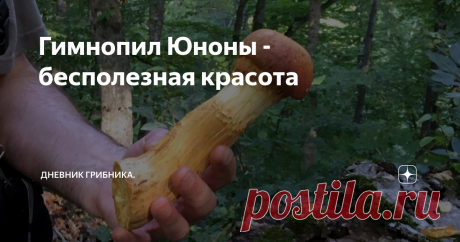 Гимнопил Юноны - бесполезная красота Гимнопилус прекрасный (Gymnopilus junonius), видный, великолепный, красивый и огневка яркая - это названия одного гриба.  В осеннем лесу издали видны красивые сросшиеся в большие колонии ярко-желтые грибы. Они достигают внушительных размеров - Гимнопил Юноны входит в семейство Гименогастровые и считается не ядовитым, но несъедобным из-за сильной горечи грибом. Вообще съедобных грибов в этом семействе не существует. Распространен по всей...