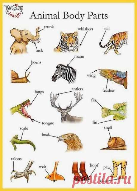 (1) English vocabulary - Animal body parts | Angol | Английский, Английский Словарь и Части Тела