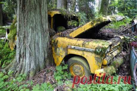 Таинственное кладбище заброшенных автомобилей в лесу (30 фото) » Триникси