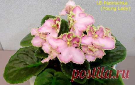 African Violet *Standard/Large* 2 Leaves Leaf Sets Cuttings MANY TO CHOOSE FROM | eBay