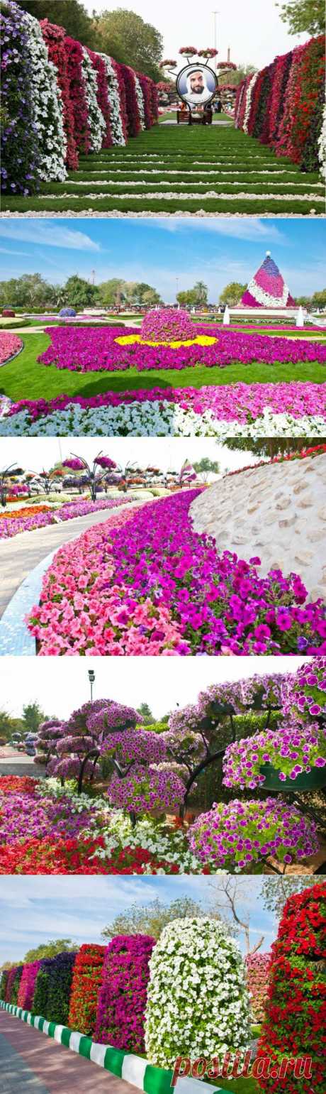 Фото. Цветочный сад Аль-Айн.