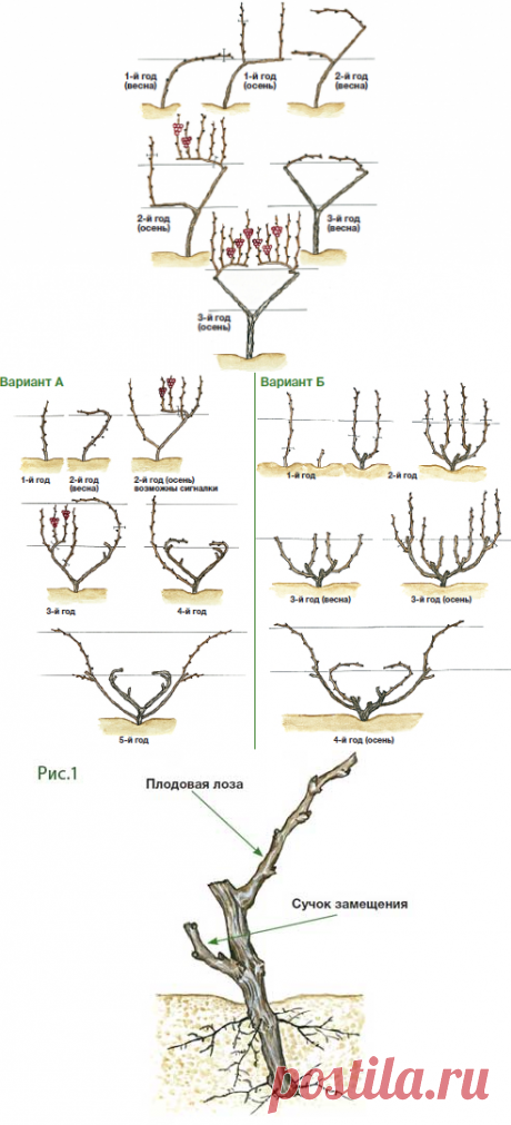 Обрезка винограда для начинающих советы и фото на Supersadovnik.ru