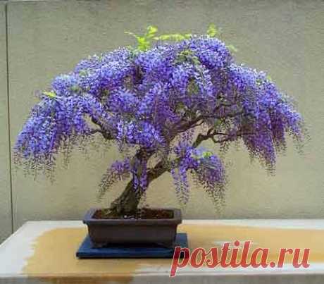 Wisteria Bonsai  / Глициния  |  Pinterest • Всемирный каталог идей