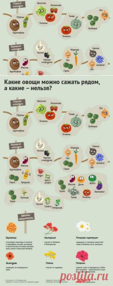 Какие растения нельзя сажать рядом друг с другом | 6 соток