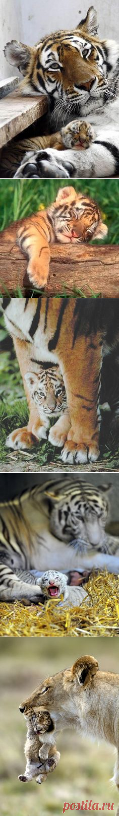 Thought this was a lovely photo of a big cat until I looked again - it is of two cats. S | Sweet animals | Большие Кошки, Тигрята и Детеныши