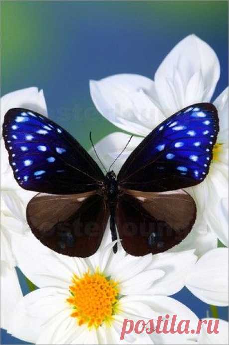 The Elusive One: Striped-Blue-Crow Butterfly (Euploea mulciber) in Dorsal-view   |  Pinterest • Всемирный каталог идей