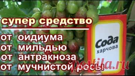 CОДА ПИЩЕВАЯ + ЙОД+ МАРГАНЕЦ=СУПЕР СРЕДСТВО от ОИДИУМА,МИЛЬДЬЮ ,АНТРАКНОЗА  во время созревания ягод