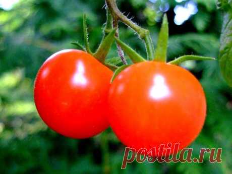 Выращивание помидоров без рассады по способу Патлаха — 6 соток