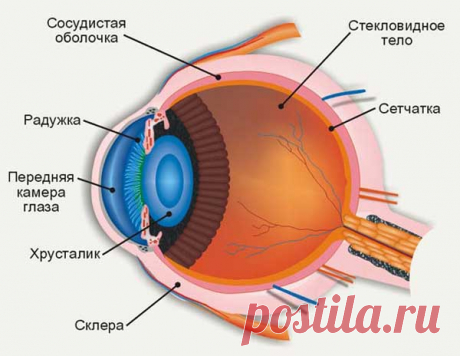 КАК УКРЕПИТЬ СЕТЧАТКУ ГЛАЗА? - """"ОЧЕВИДНОЕ- НЕВЕРОЯТНОЕ - Группы Мой Мир