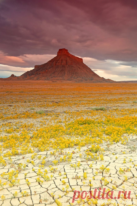 Фото цветущей пустыни Johnny Adolphson