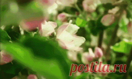 Flowers Life GIF